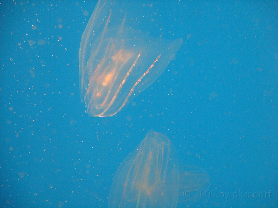 Baltimore [2009 July 02] 217.JPG - Scenes from Baltimore's Inner Harbor.